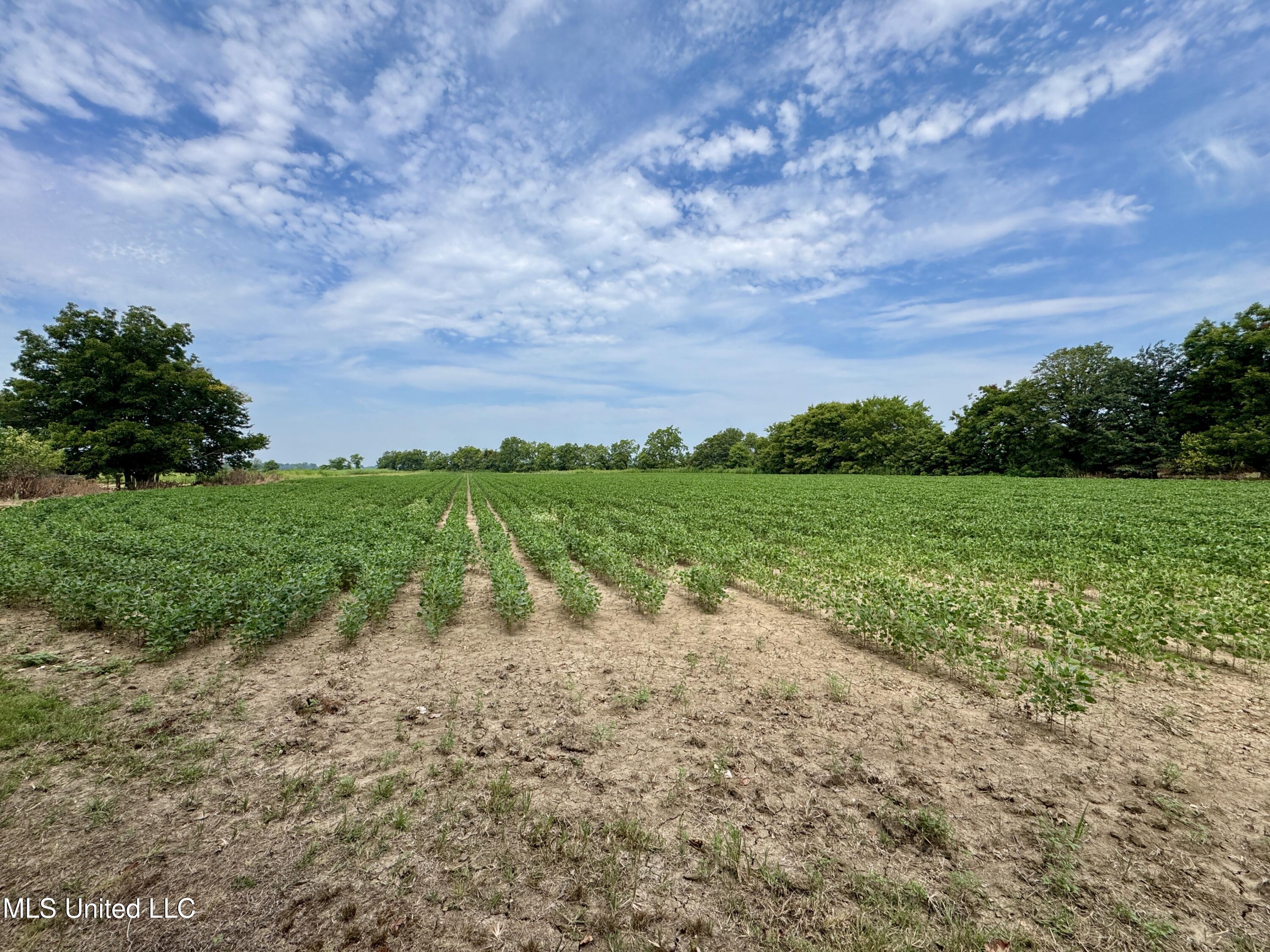 1407 Shaw-Skene Road Boyle, MS 38730 - Photo 22 of 29 IMG_3715