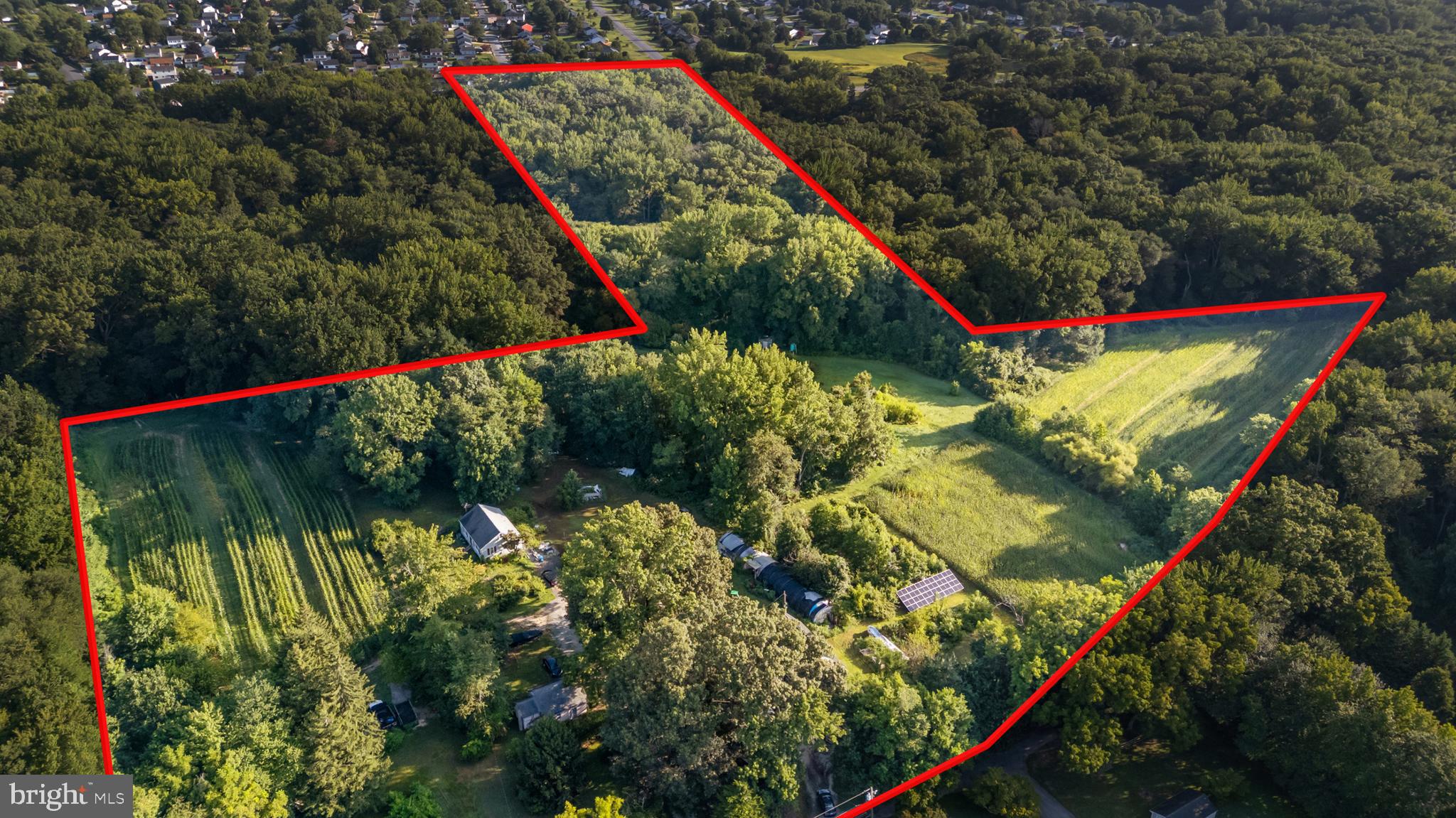 a view of a palm tree