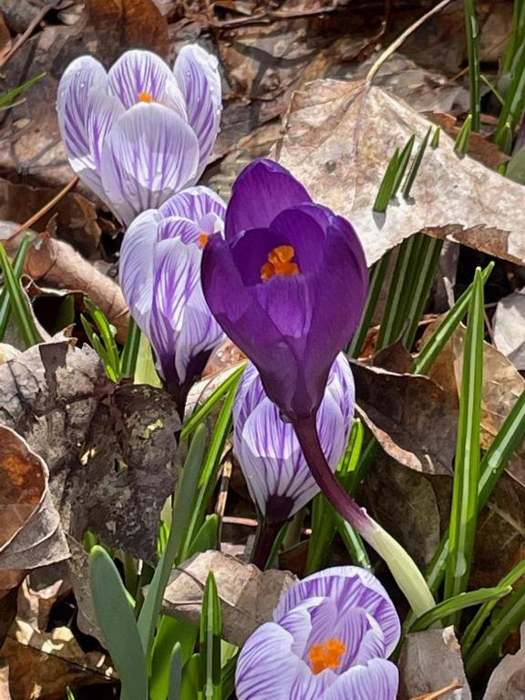 296 Guy Beardsley Road Butternuts, NY 13825 - Photo 71 of 79