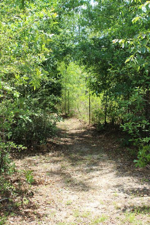 3444 King Lake Road DeFuniak Springs, FL 32433 - Photo 25 of 29 a view of a yard with plants and trees
