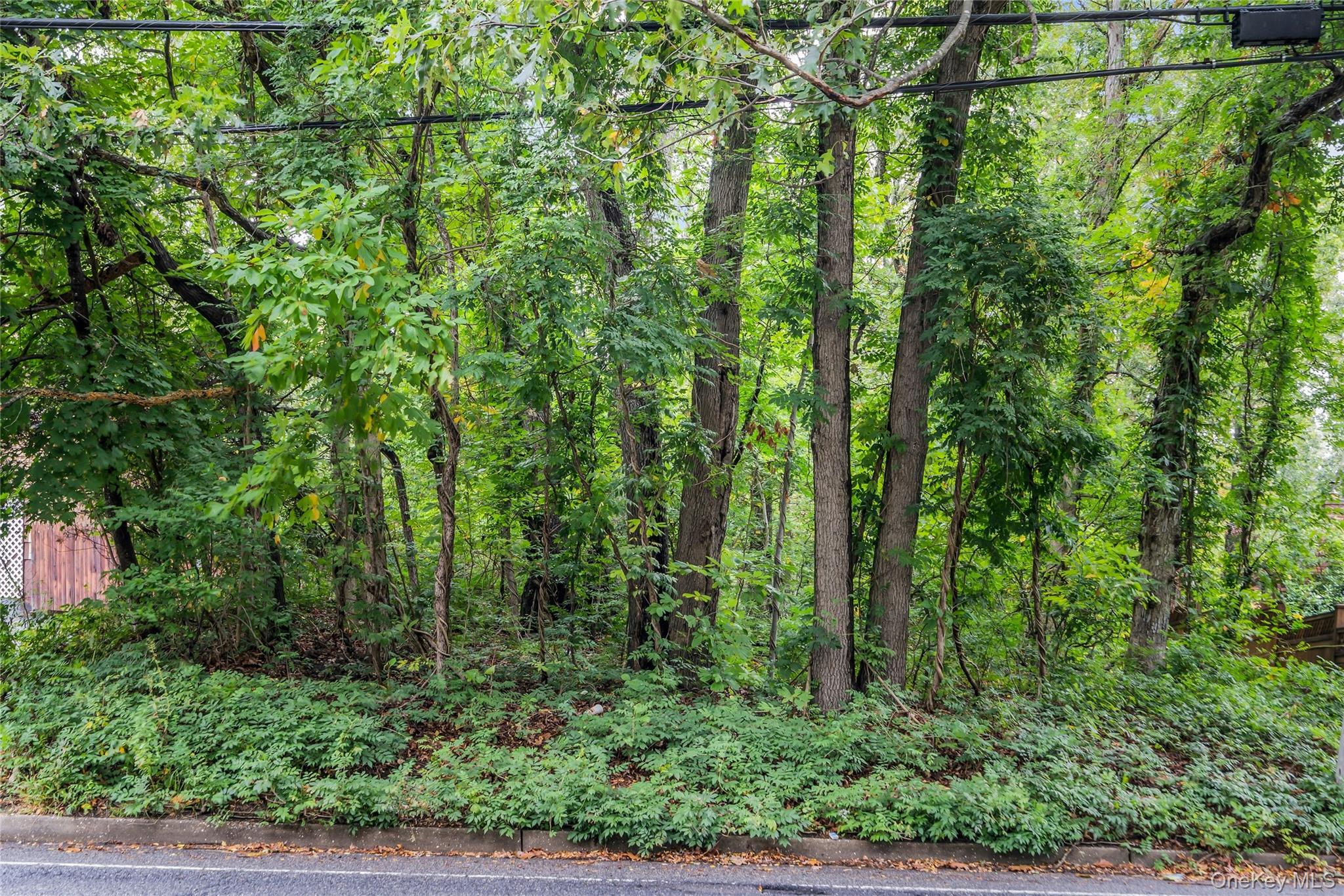 769 Meadow Road Smithtown, NY 11787 - Photo 4 of 27 a view of forest