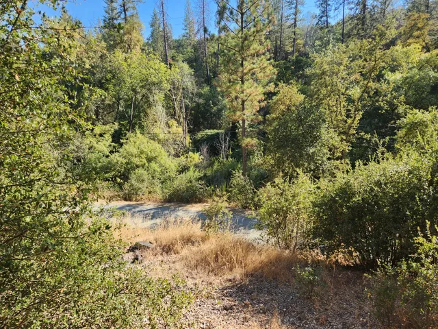 a view of a yard with plants and tree