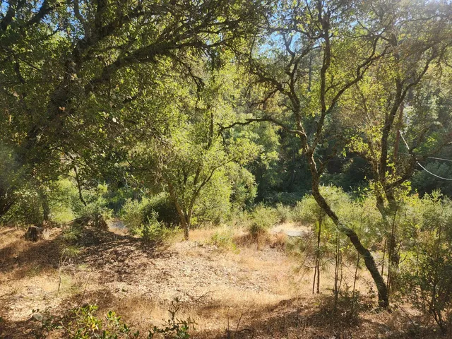 a view of a yard with a tree