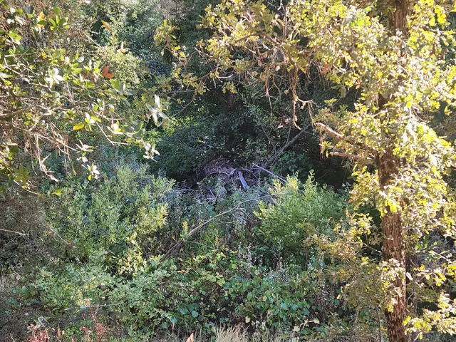 a view of a yard with a tree