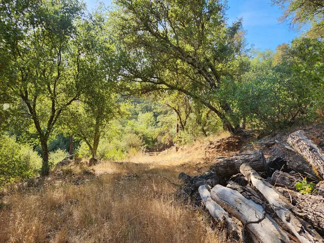 a view of a forest with a house