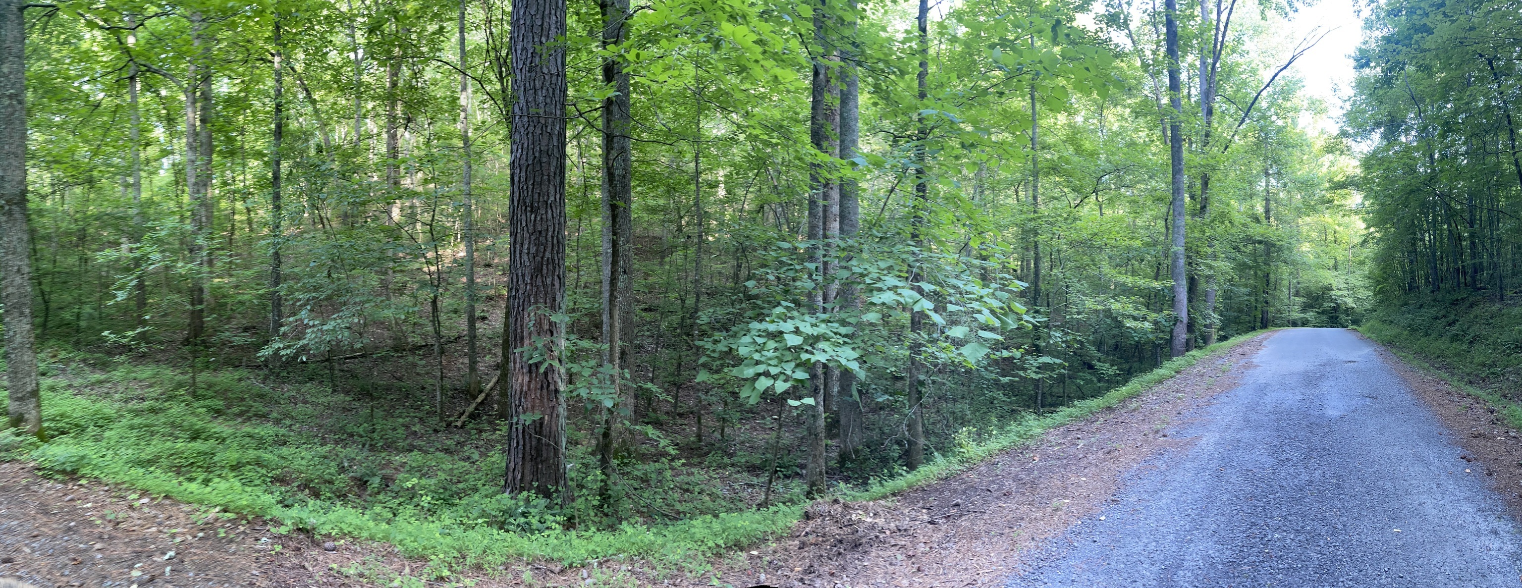 a view of a forest with trees