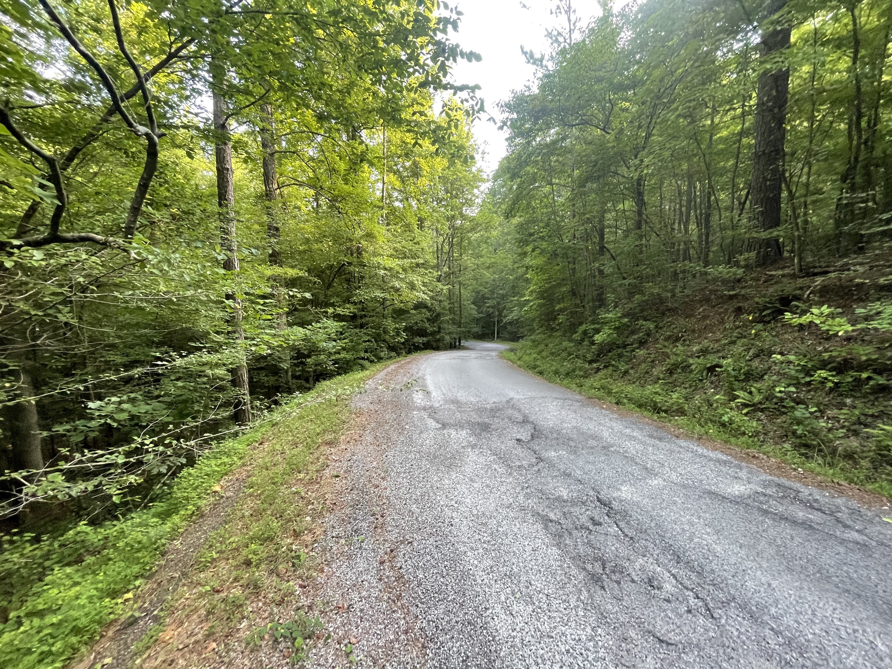 732 Nettles Lane Ranger, GA 30734 - Photo 2 of 32 a view of a forest with trees