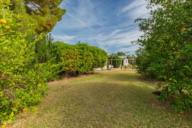 a view of a yard with plants and large trees