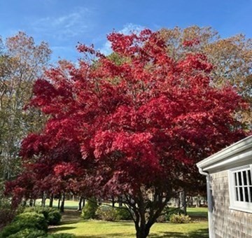 43 Canterbury Road Yarmouth, MA 02675 - Photo 5 of 25 a front view of a house with a tree