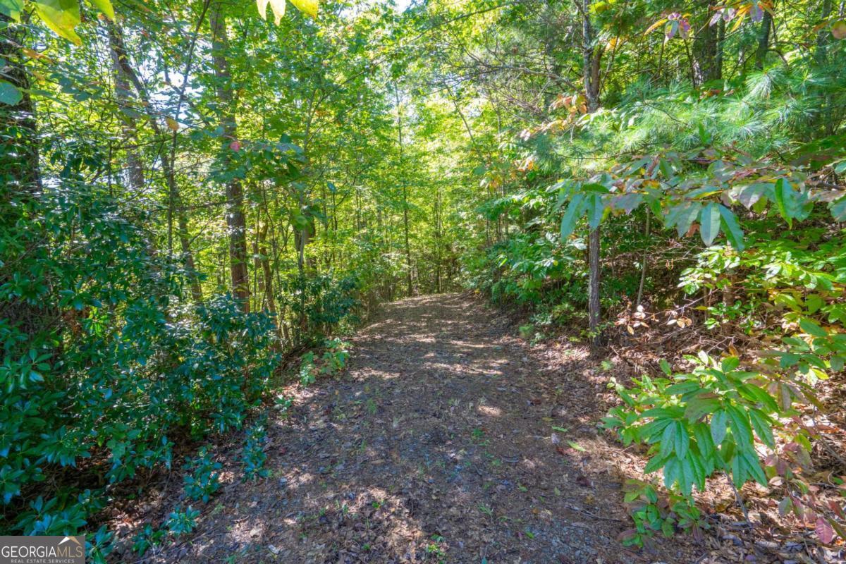 Lot 6-7 Raintree Bend, Unit LOT 6/7 Epworth, GA 30541 - Photo 6 of 14 a view of a forest with lots of trees