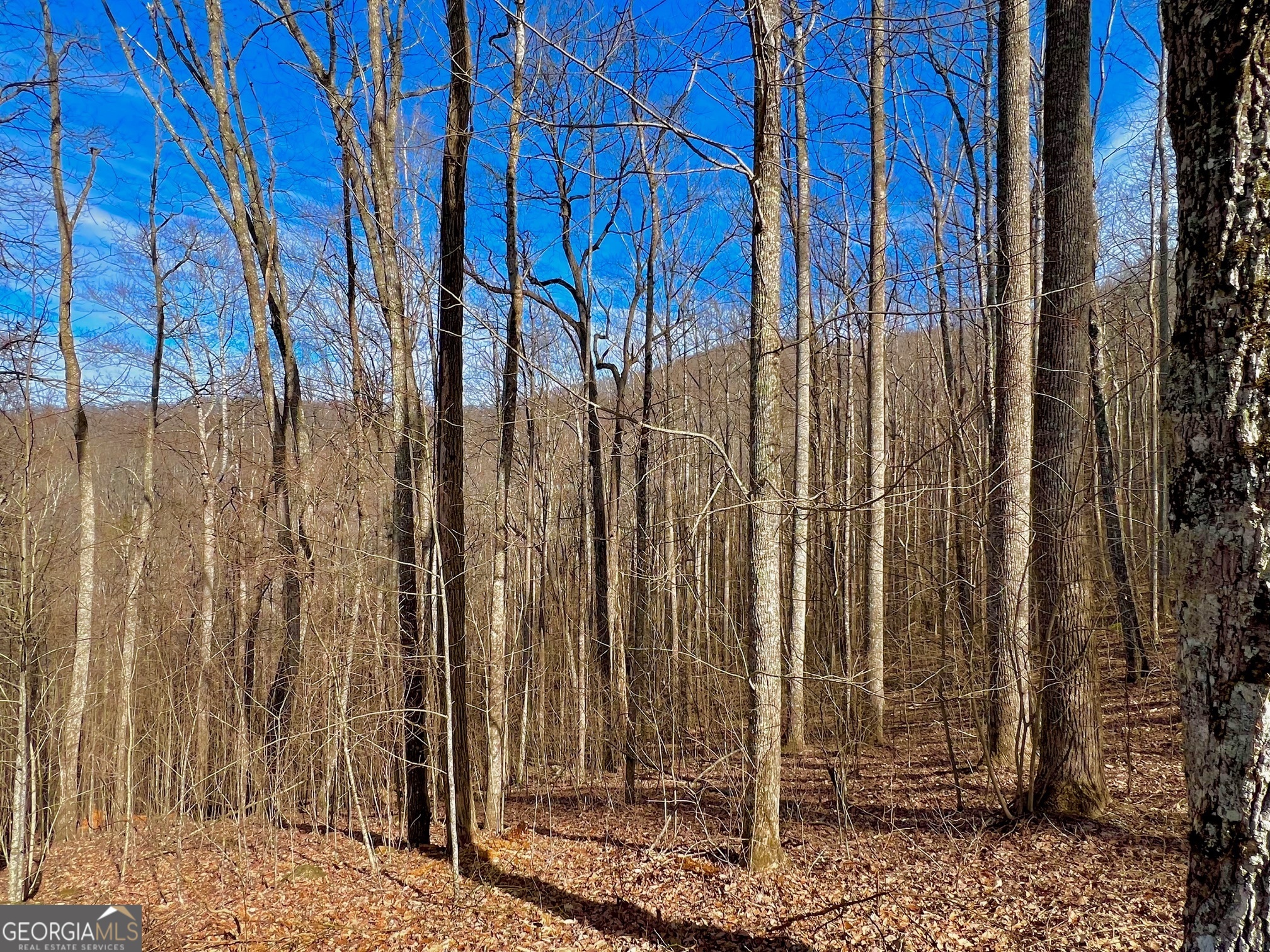 57 Rim Rock Young Harris, GA 30582 - Photo 6 of 16