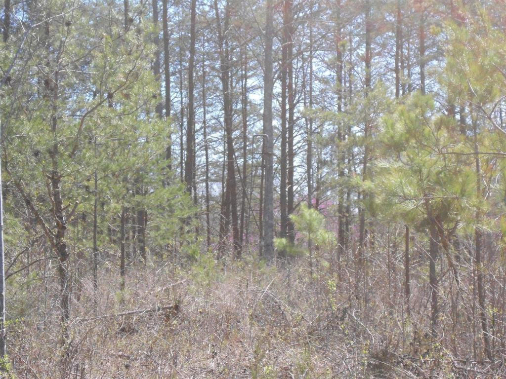 Boone Road Elon, NC 27244 - Photo 11 of 12 Gallery Image 11