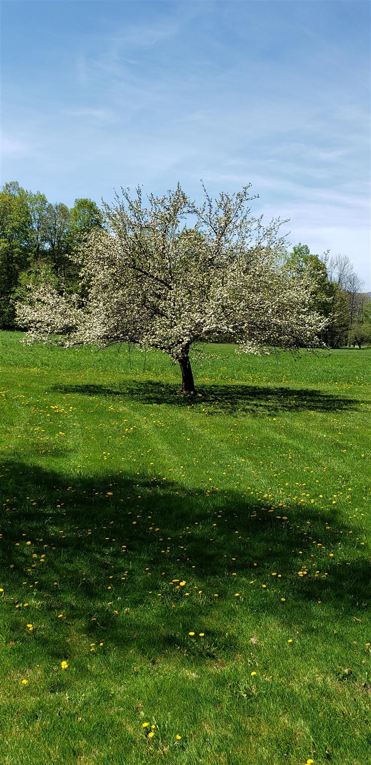 842 Lower Hollow Road Dorset, VT 05251 - Photo 20 of 20 Gallery Image 20