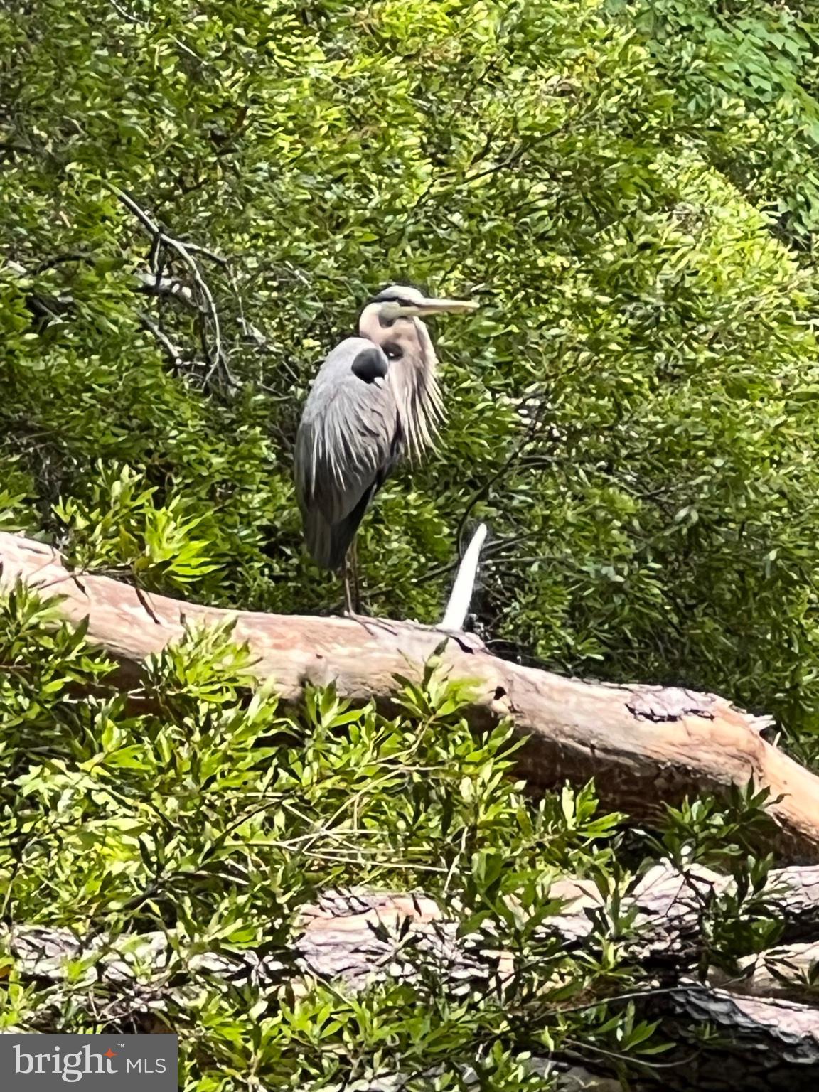 8830 Bay Ridge Drive Berlin, MD 21811 - Photo 113 of 121 Majestic heron perched in nature.
