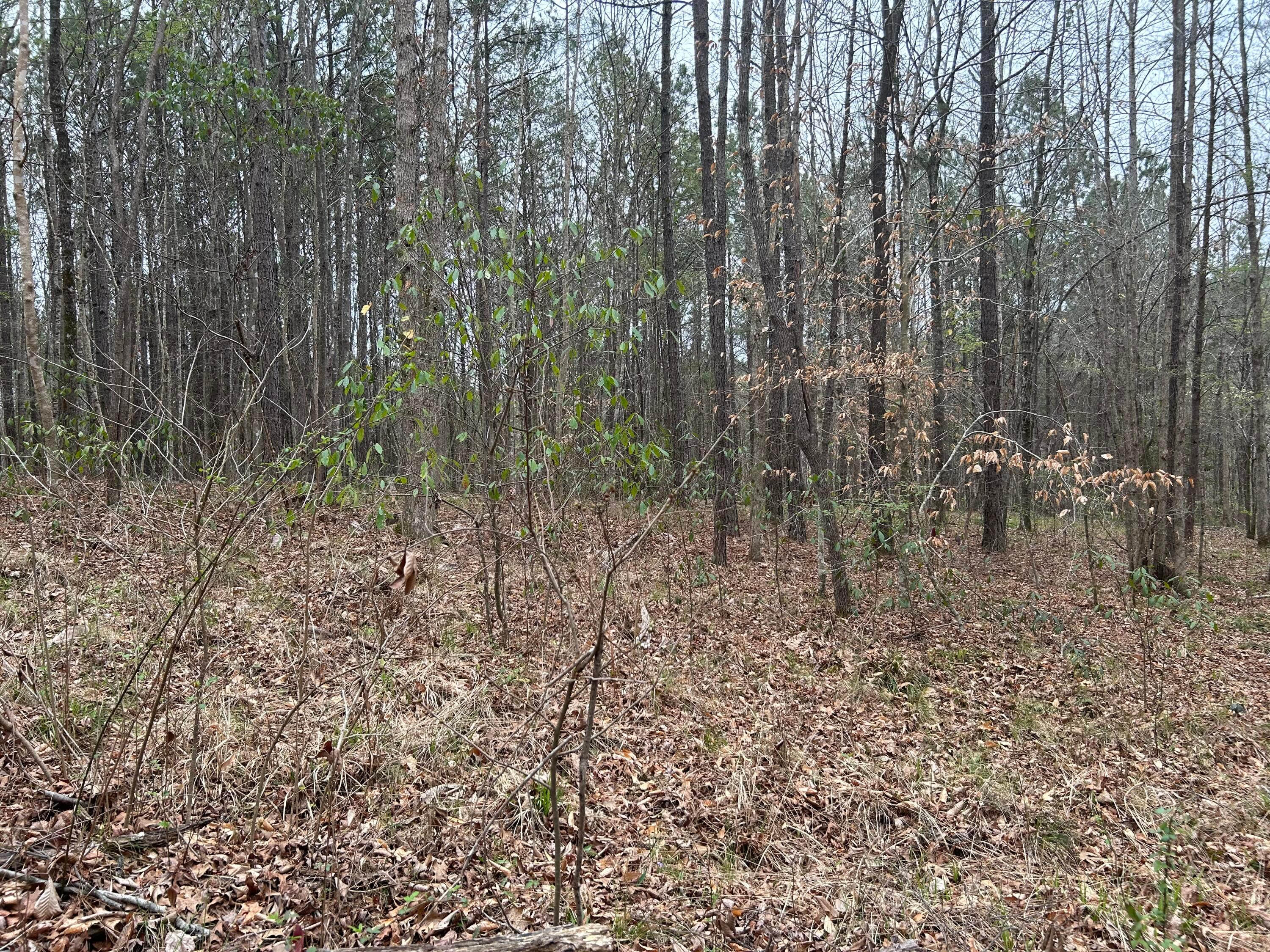 Lot 16 Turkey Bend Addison, AL 35540 - Photo 9 of 19 Gallery Image 9