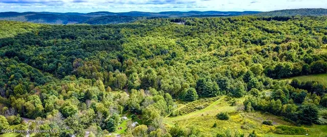 a view of a lush green forest with lots of trees