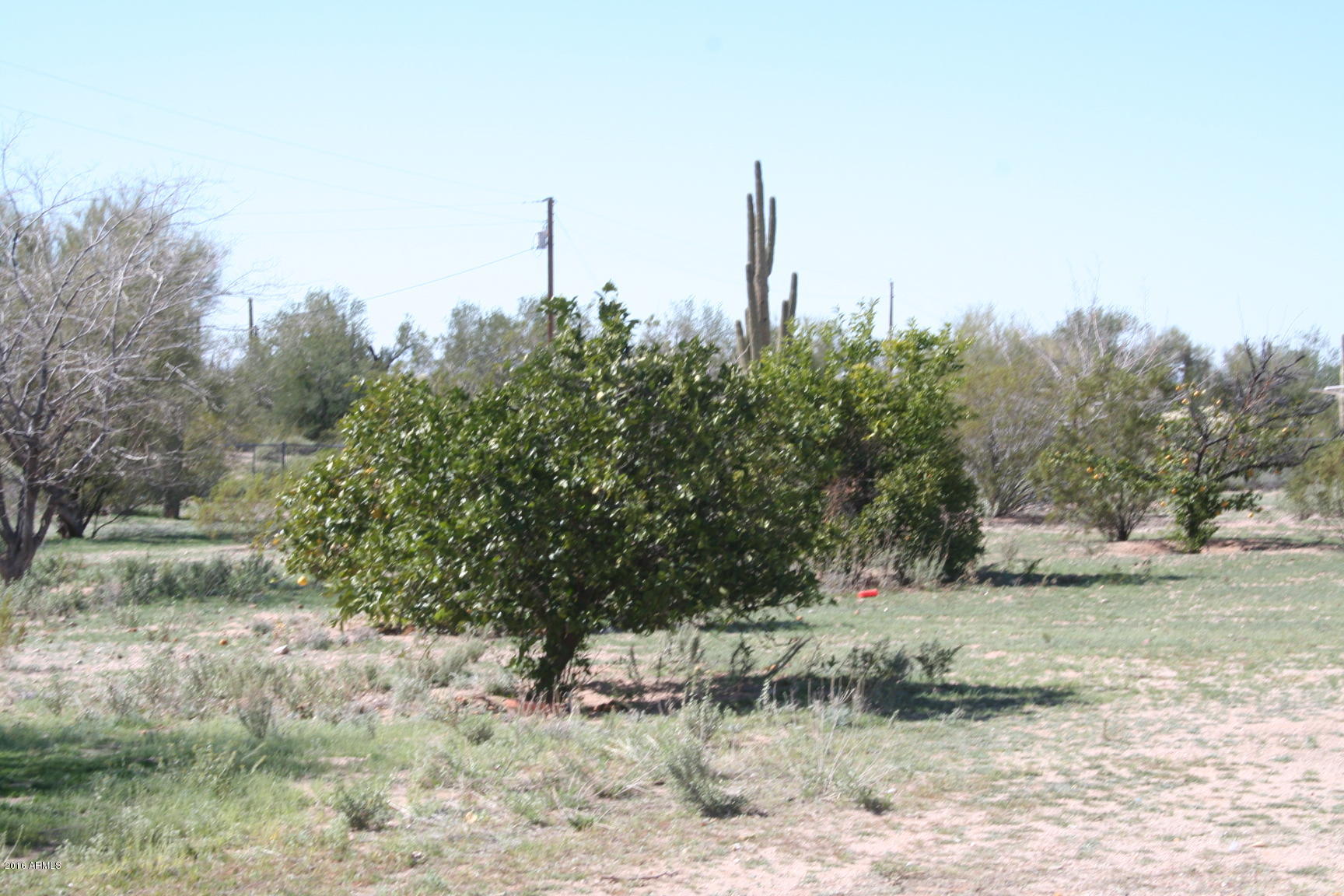 12620 North Hexcel Road Florence, AZ 85132 - Photo 30 of 48 Citrus