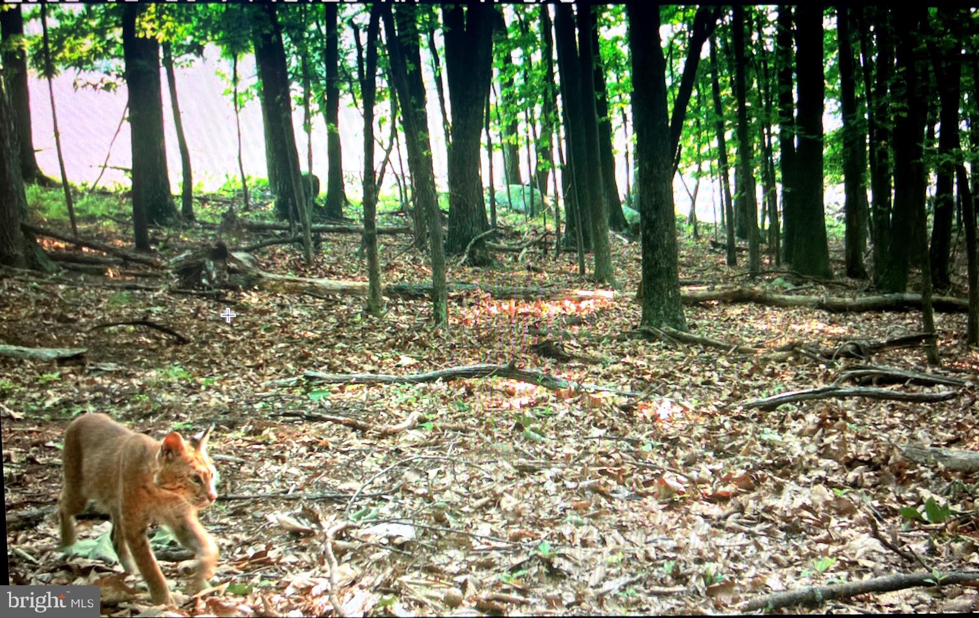 17 Reymann Drive Yellow Spring, WV 26865 - Photo 2 of 22 Bobcat making an entrance
