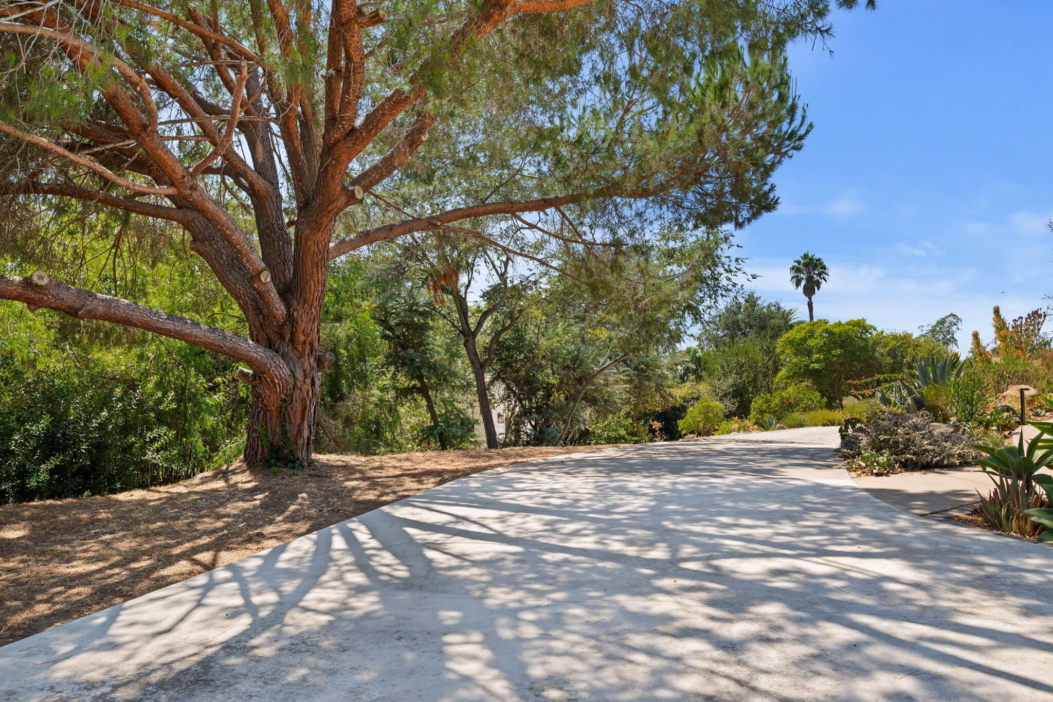 840 San Roque Road Santa Barbara, CA 93105 - Photo 53 of 68 Beautiful Italian Stone Pine Tree