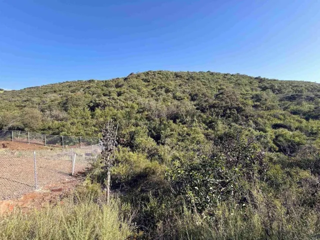 a view of a dry yard with green space
