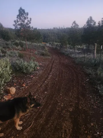 a view of outdoor space and yard