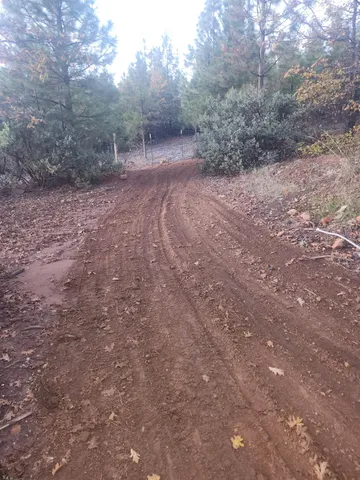 a view of a forest with trees in the background