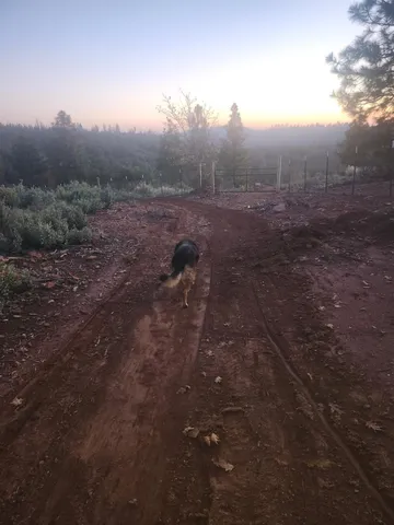 a view of a forest with trees in the background