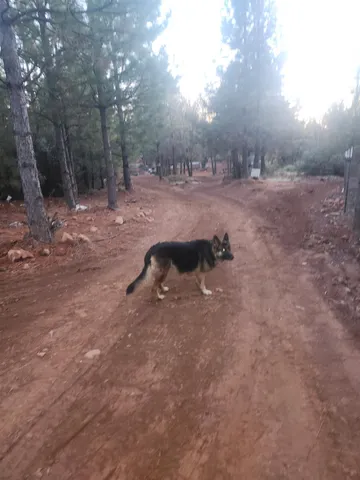 a view of backyard with outdoor space
