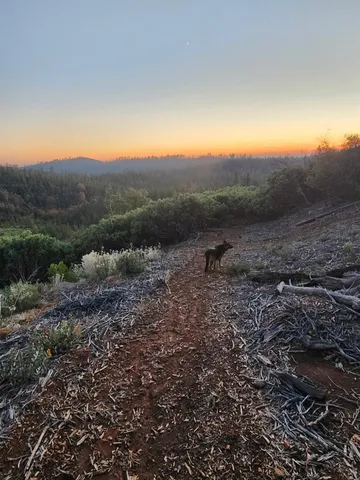 a view of a yard with a table and chairs