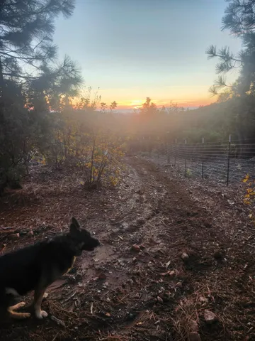 a view of a city with lots of trees