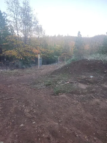 a view of a forest with trees in the background