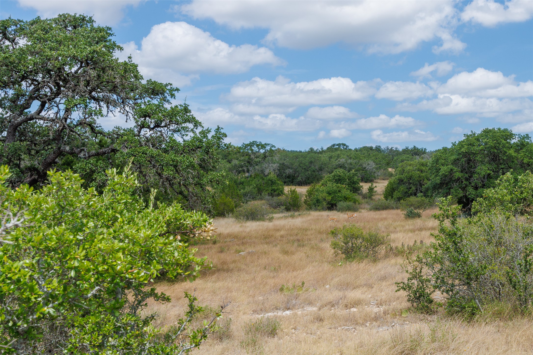 Lot 7 Summit Ridge Trail Johnson City, TX 78636 - Photo 7 of 17 Beautiful oak trees and lots of privacy.