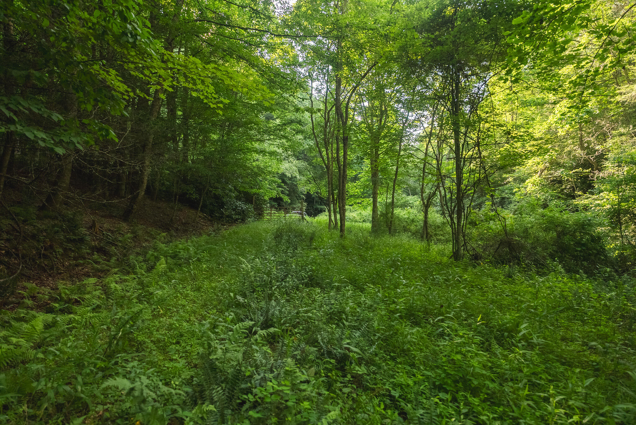 Tbd Sawmill Hill Road Northwest Willis, VA 24380 - Photo 38 of 40 a view of a lush green forest