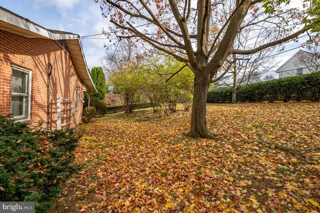 a view of a yard with plants and trees