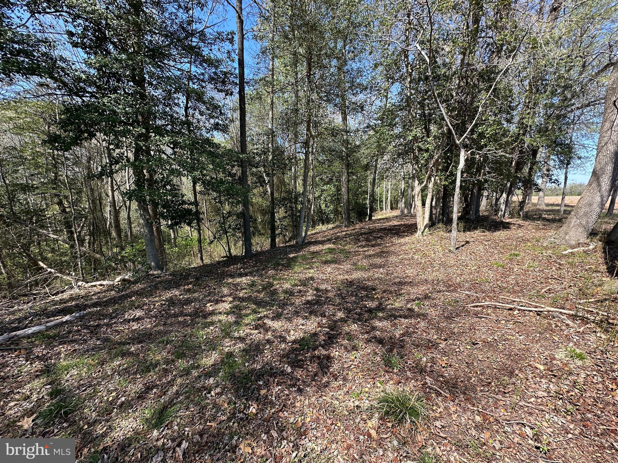 5113 River Road Hurlock, MD 21643 - Photo 52 of 54 Woods sloping down towards Marshy Hope Creek