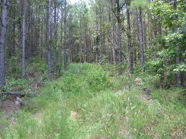 a view of forest