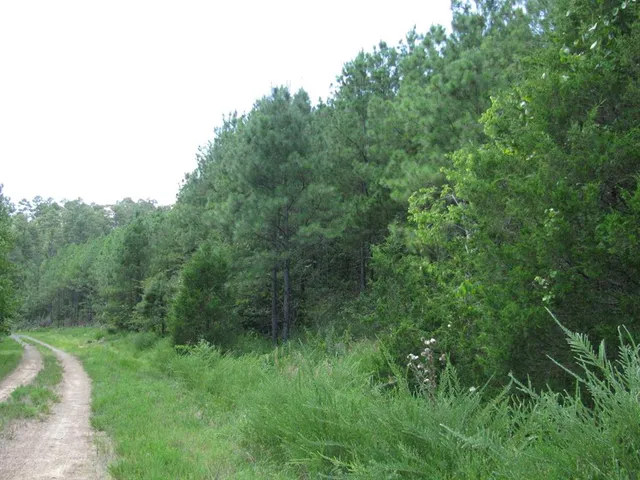 a view of a lush green forest
