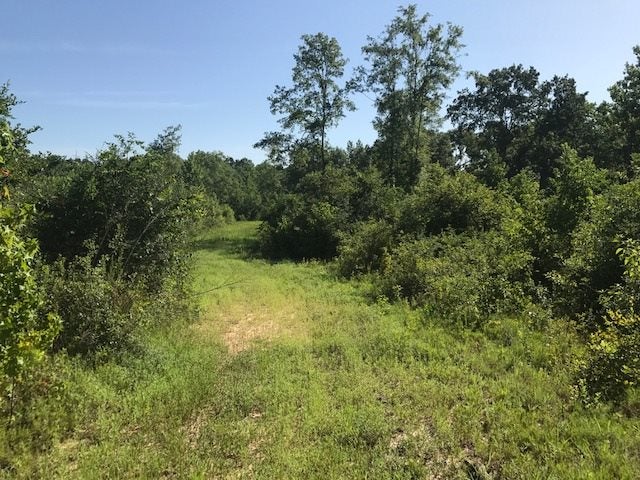 20.33-ac Dee Road Opp, AL 36467 - Photo 10 of 14 Gallery Image 10