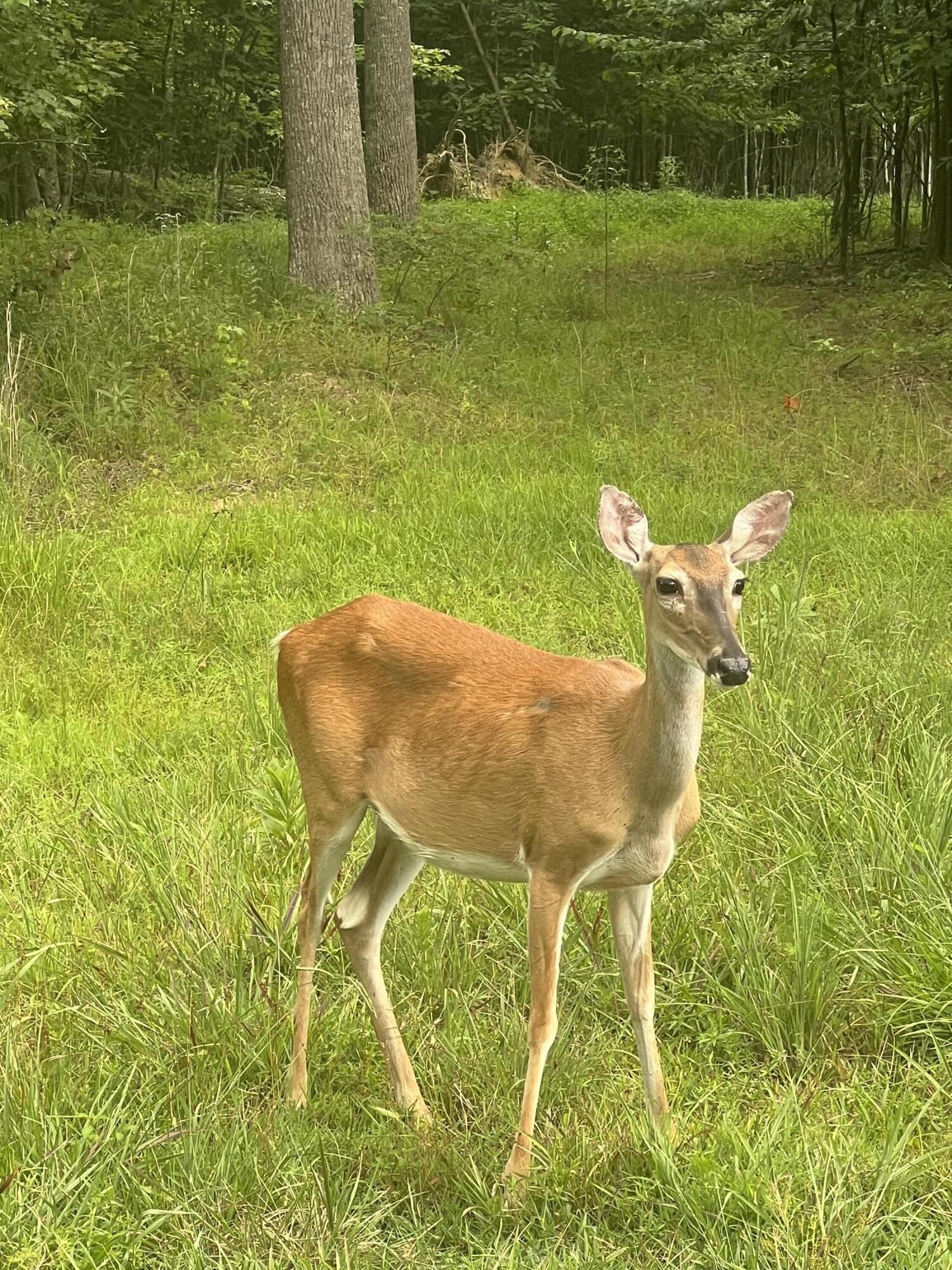 81 Crockett Loop Jasper, TN 37347 - Photo 8 of 35 a backyard of a house with table and chairs