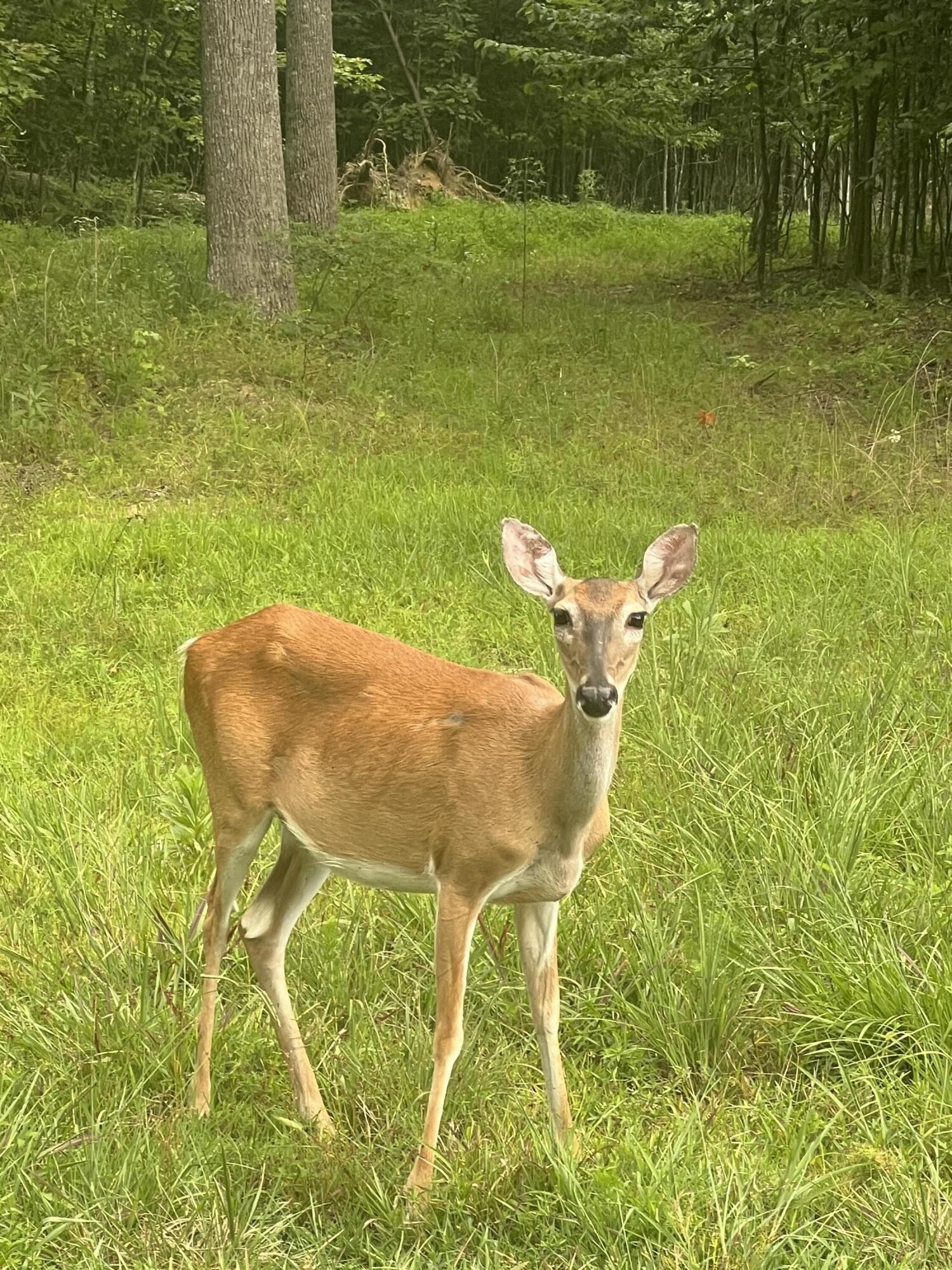 81 Crockett Loop Jasper, TN 37347 - Photo 9 of 35 a view of a swimming pool with a yard