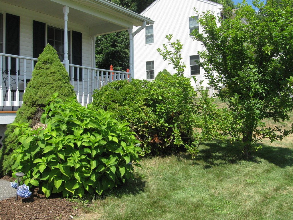 56 Gates Avenue Springfield, MA 01118 - Photo 30 of 30 a view of a garden with plants