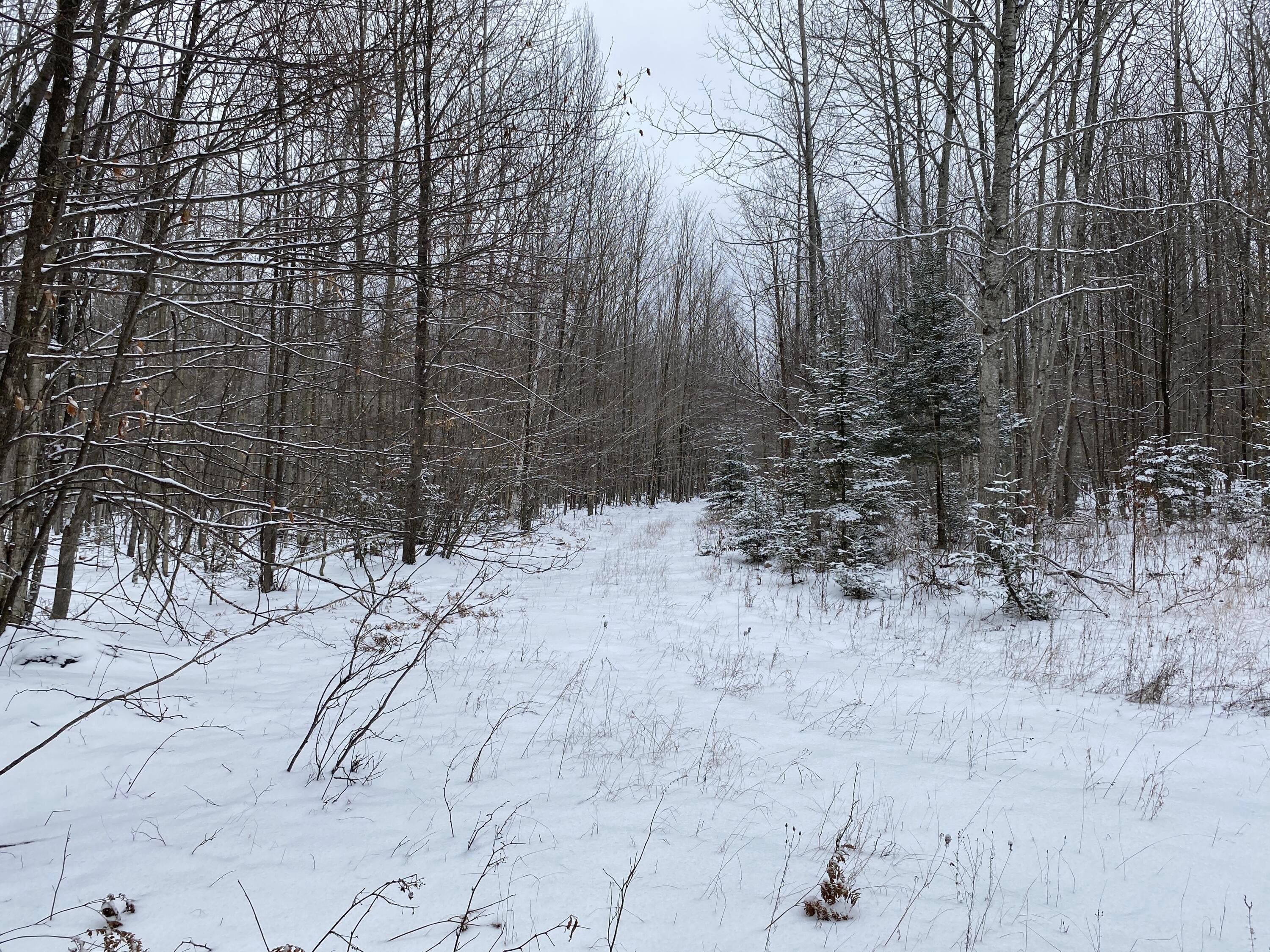 Peters Road Posen, MI 49776 - Photo 13 of 13 Gallery Image 13
