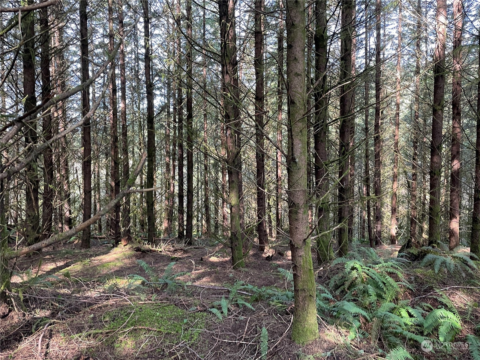 0 Nikula Road Winlock, WA 98596 - Photo 1 of 19 a view of tree