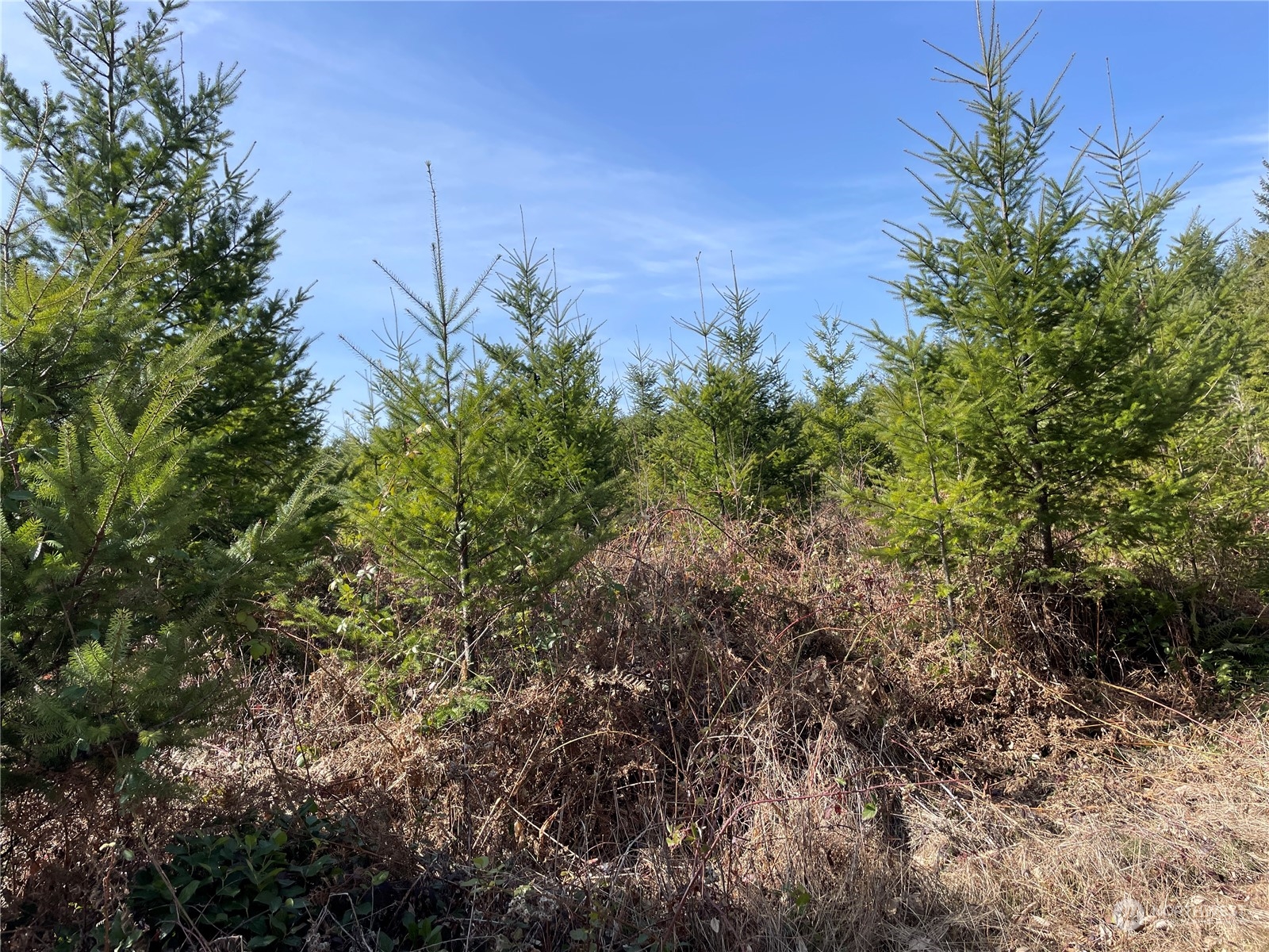 0 Nikula Road Winlock, WA 98596 - Photo 9 of 19 a view of a large yard with lots of bushes