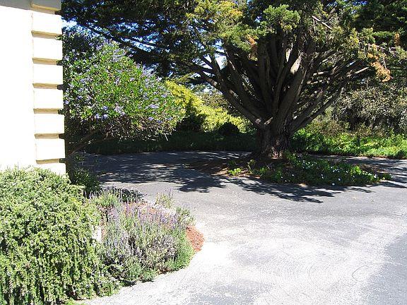 11394 Saddle Road Monterey, CA 93940 - Photo 19 of 33 a view of a tree with yard