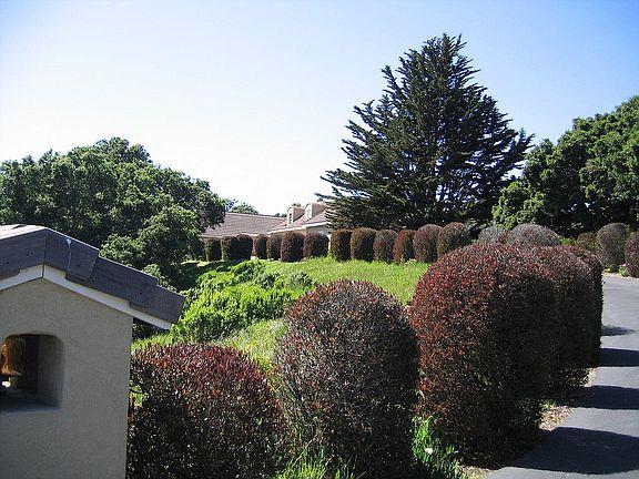 11394 Saddle Road Monterey, CA 93940 - Photo 30 of 33 a view of a house with a yard and large tree