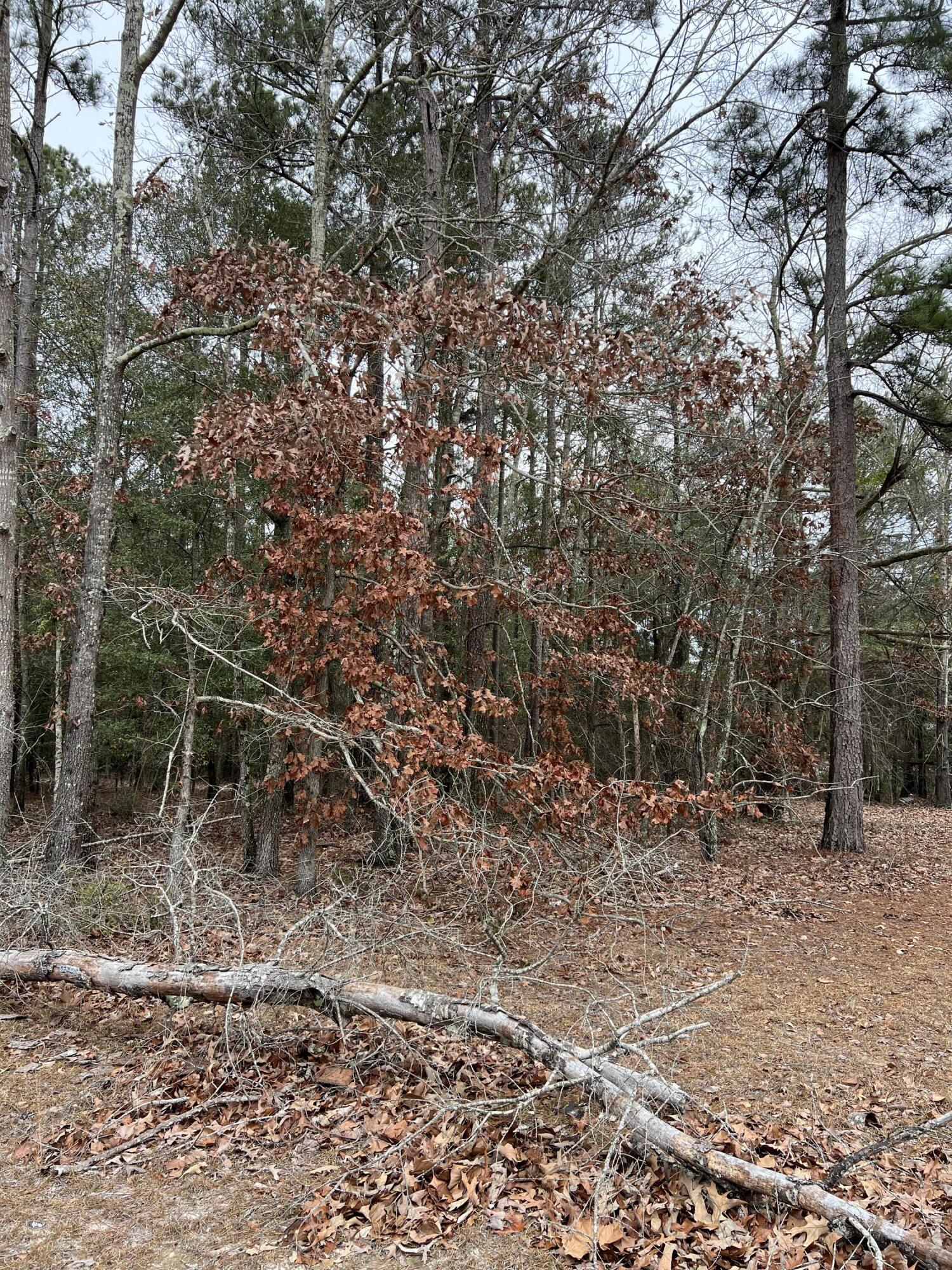 0 Green Pond Road Aiken, SC 29803 - Photo 5 of 6 IMG-5232