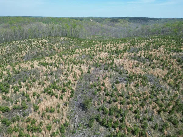 a view of a bunch of trees and bushes