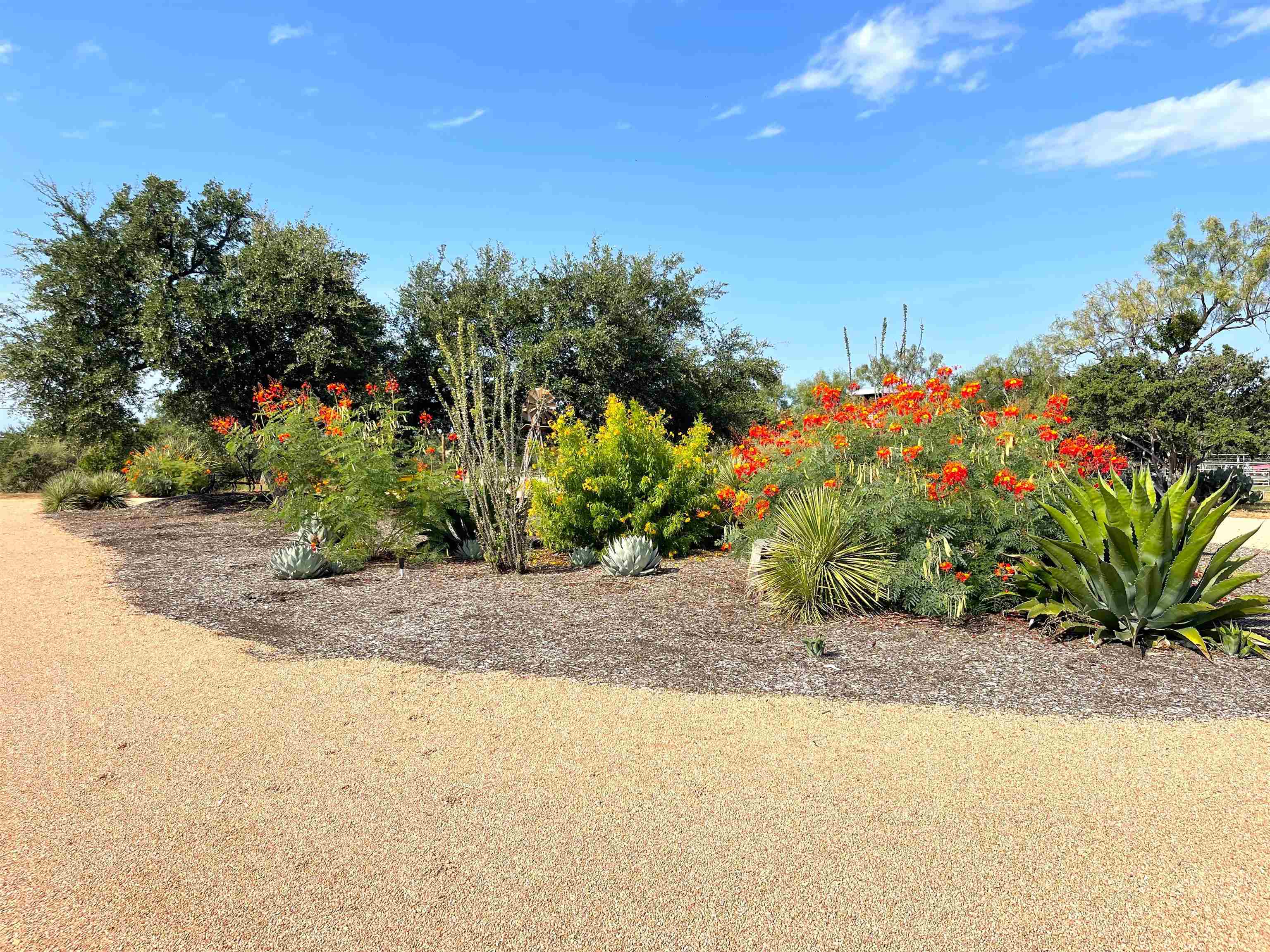 202 Rio Llano Drive West Llano, TX 78643 - Photo 4 of 29 a couple of flower plants sitting in middle of a garden
