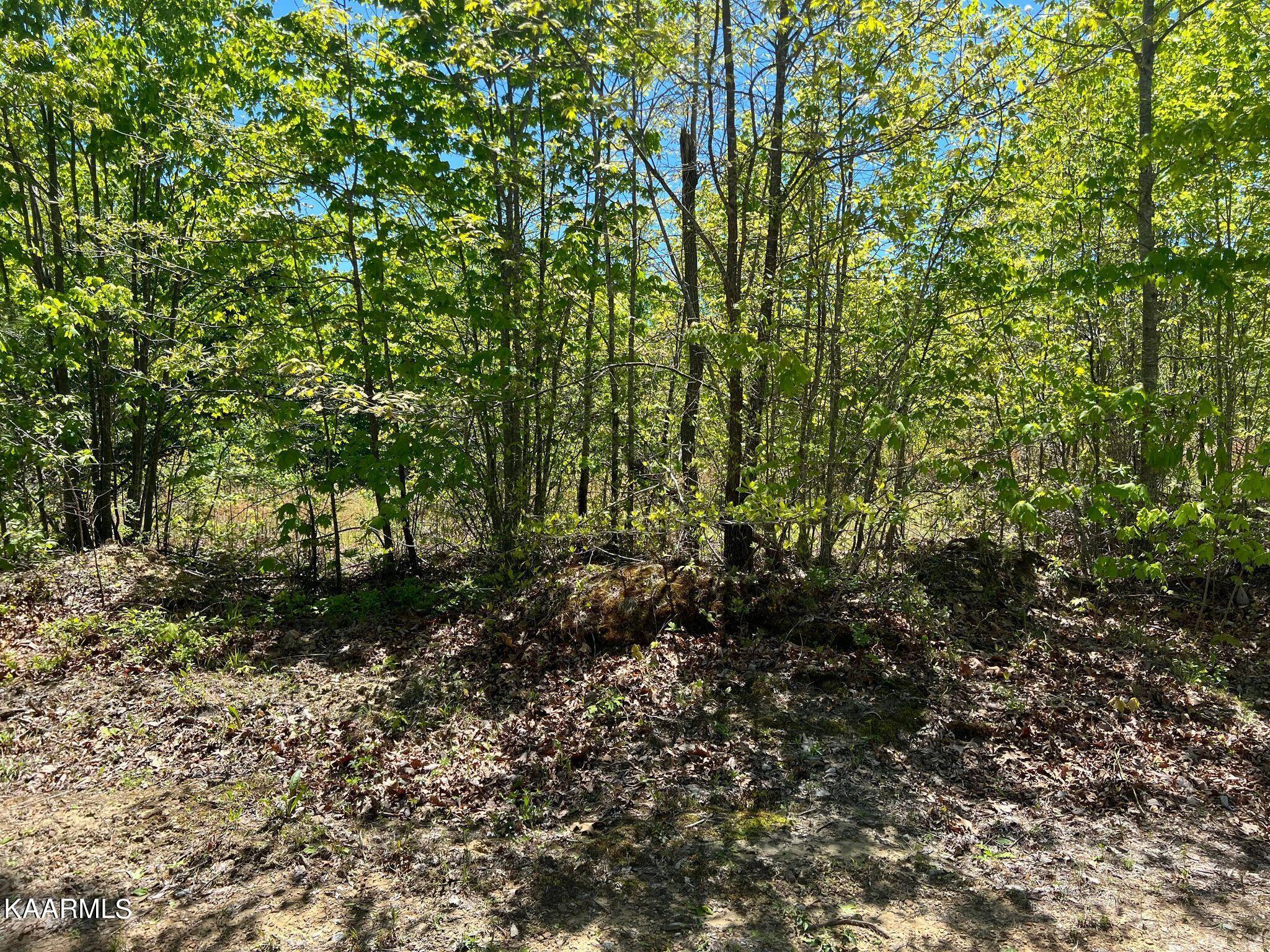 Lot F McCartt Ridge Road Sunbright, TN 37872 - Photo 20 of 22 344300783_682217000336620_85566488180541